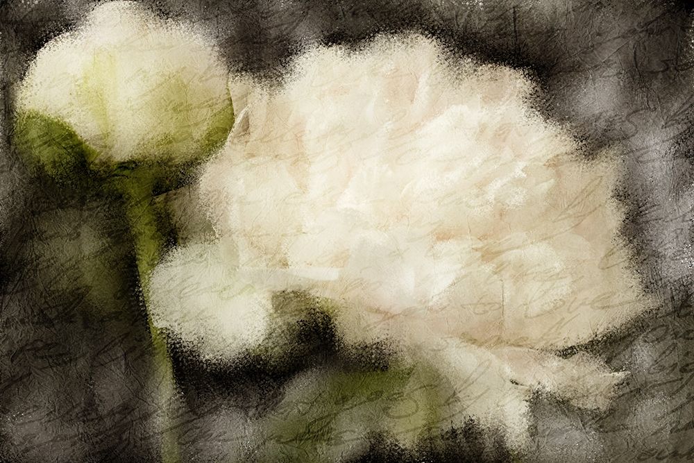 Peony Blooming art print by Kimberly Allen for $57.95 CAD