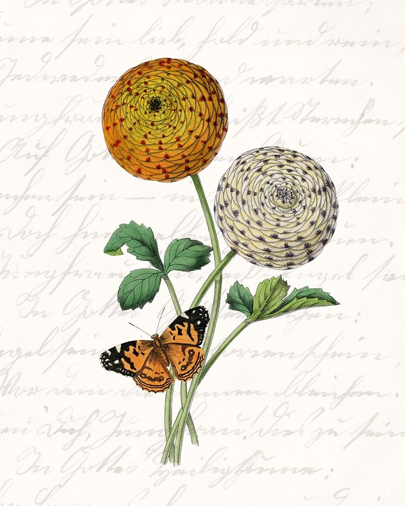 Dahlia 1 art print by Kimberly Allen for $57.95 CAD
