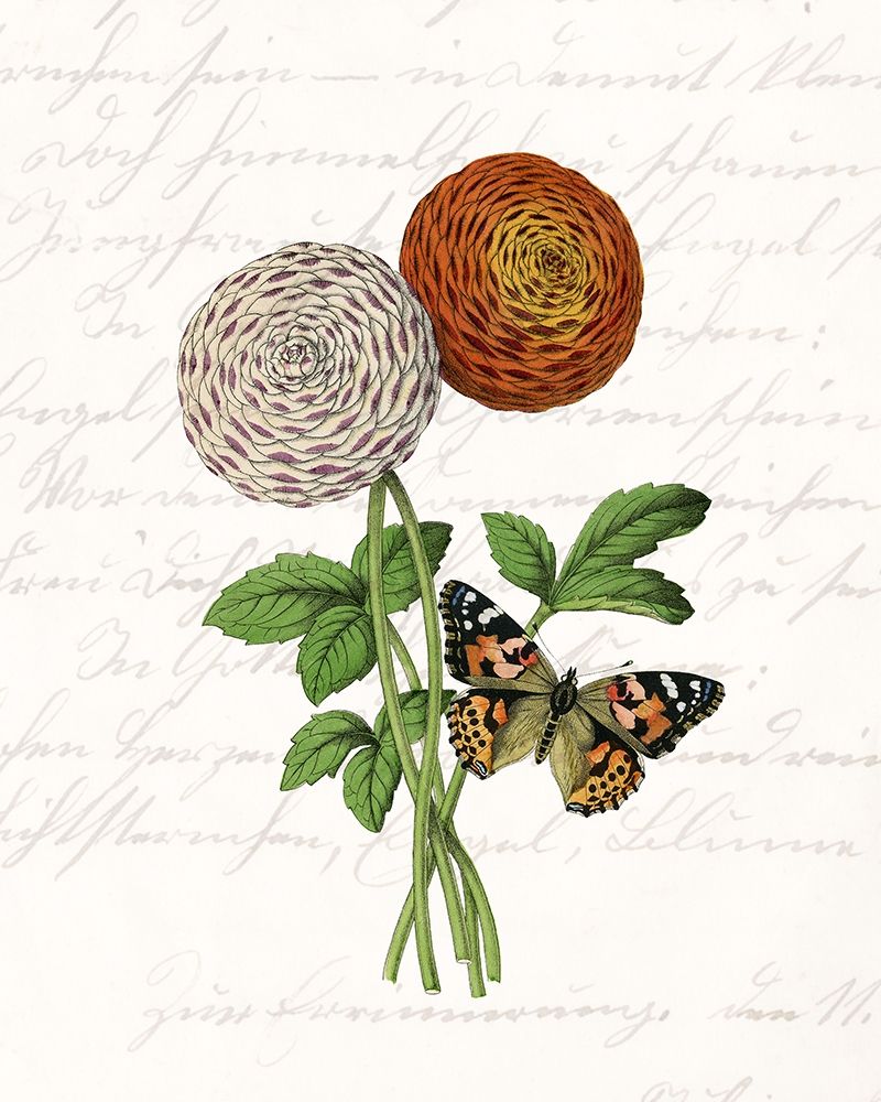 Dahlia 2 art print by Kimberly Allen for $57.95 CAD