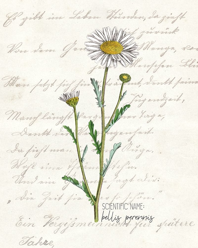 Daisy 1 art print by Kimberly Allen for $57.95 CAD