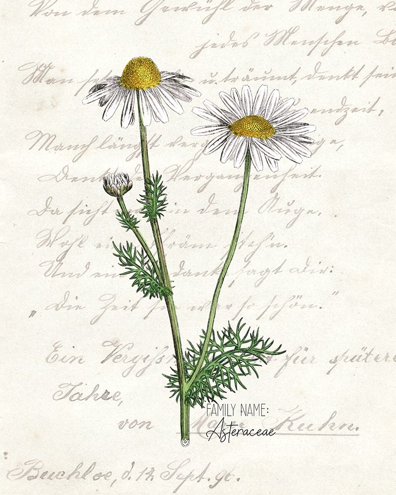 Daisy 2 art print by Kimberly Allen for $57.95 CAD
