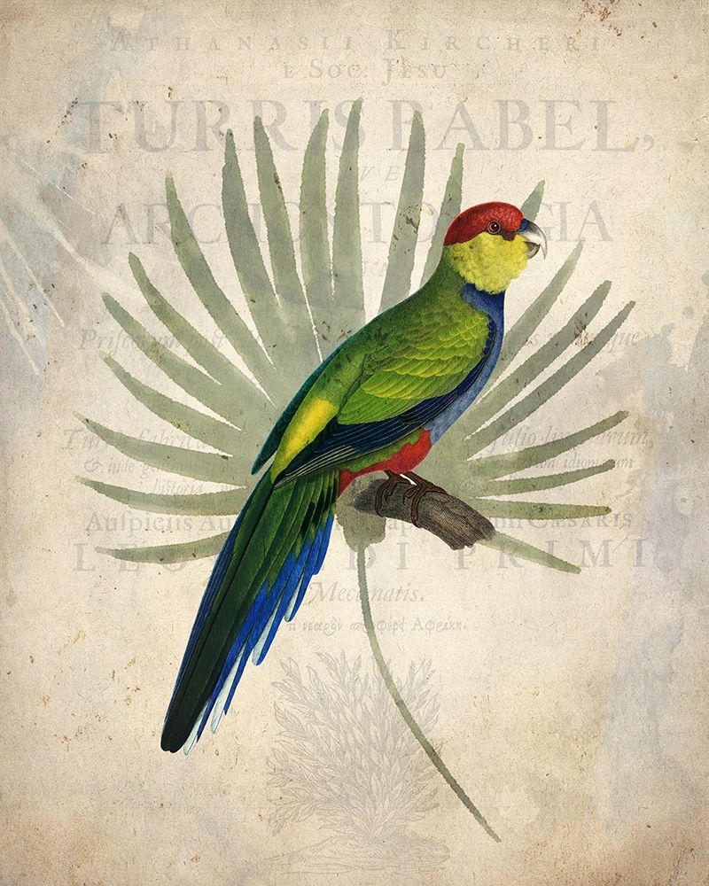 Parrot 1 art print by Kimberly Allen for $57.95 CAD
