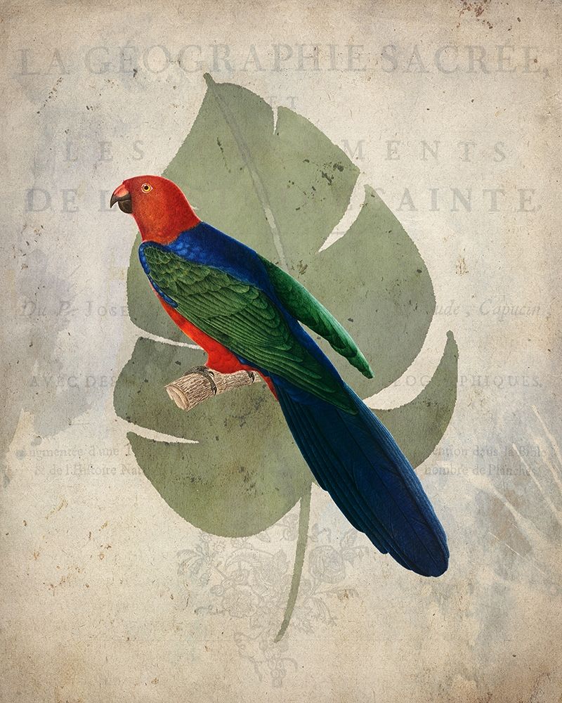 Parrot 2 art print by Kimberly Allen for $57.95 CAD