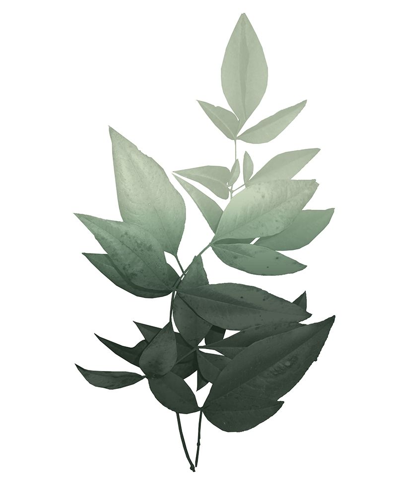 Botanical Greens 1 art print by Kimberly Allen for $57.95 CAD