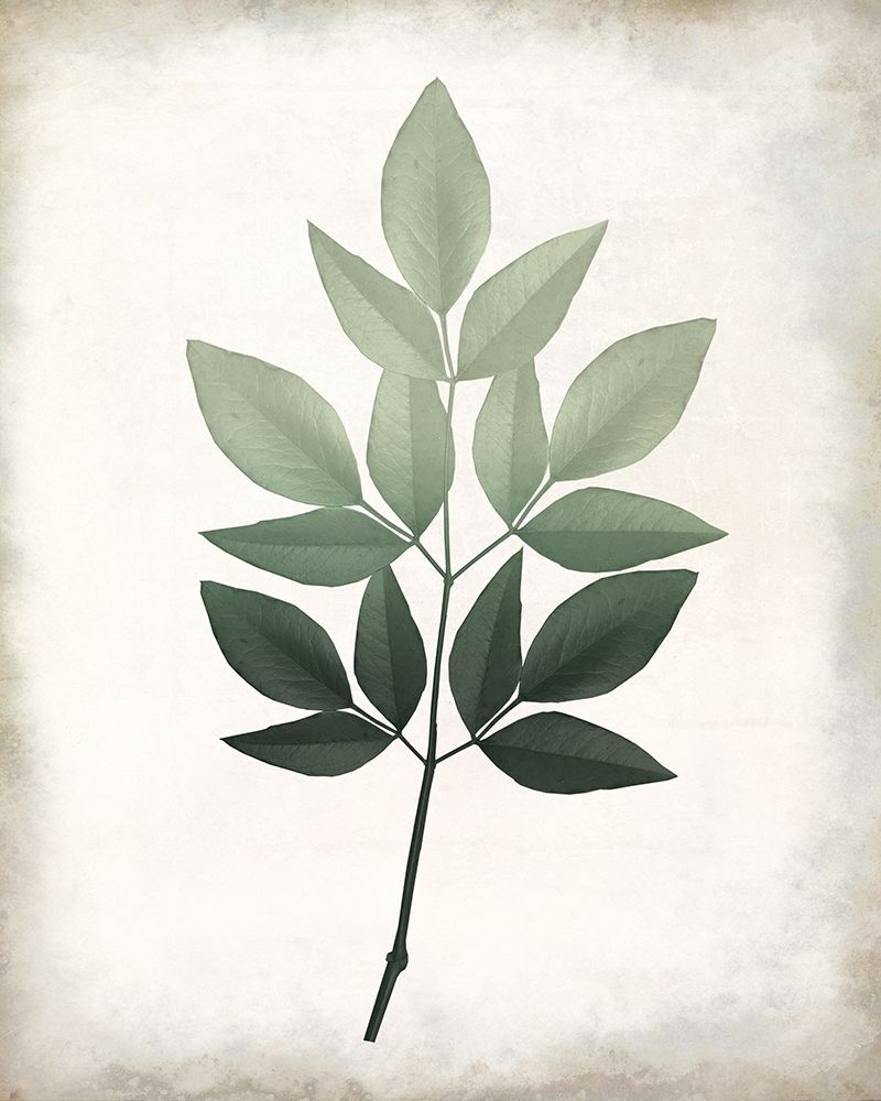 Vintage Botanical Greens 1 art print by Kimberly Allen for $57.95 CAD