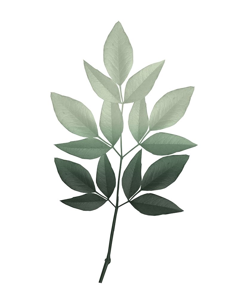 Botanical Greens 2 art print by Kimberly Allen for $57.95 CAD