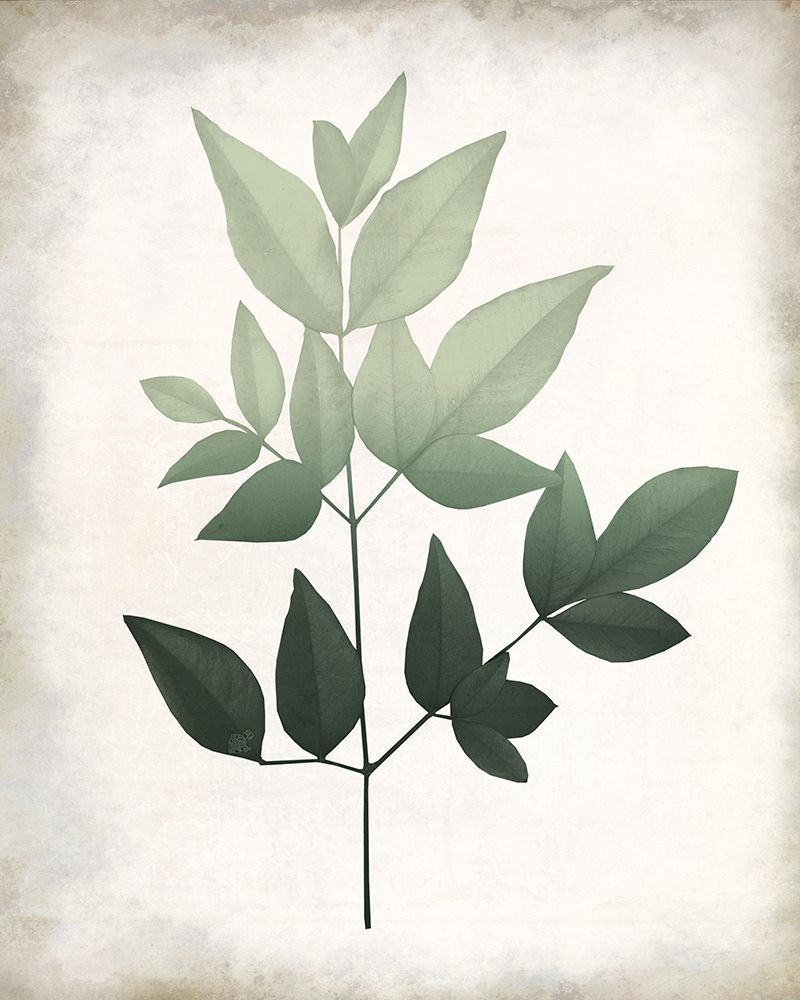 Vintage Botanical Greens 2 art print by Kimberly Allen for $57.95 CAD