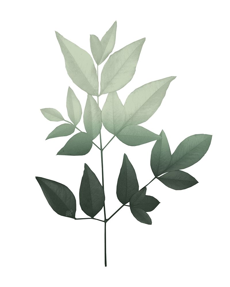 Botanical Greens 3 art print by Kimberly Allen for $57.95 CAD