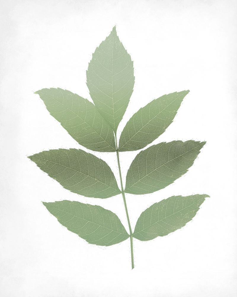 Leaves Print 1 art print by Kimberly Allen for $57.95 CAD