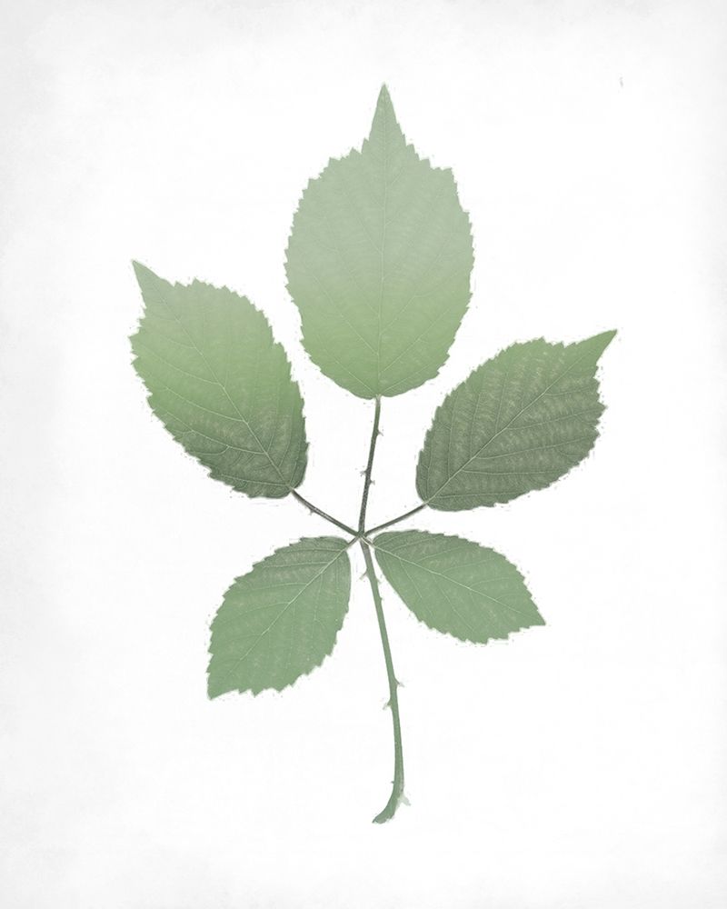 Leaves Print 2 art print by Kimberly Allen for $57.95 CAD