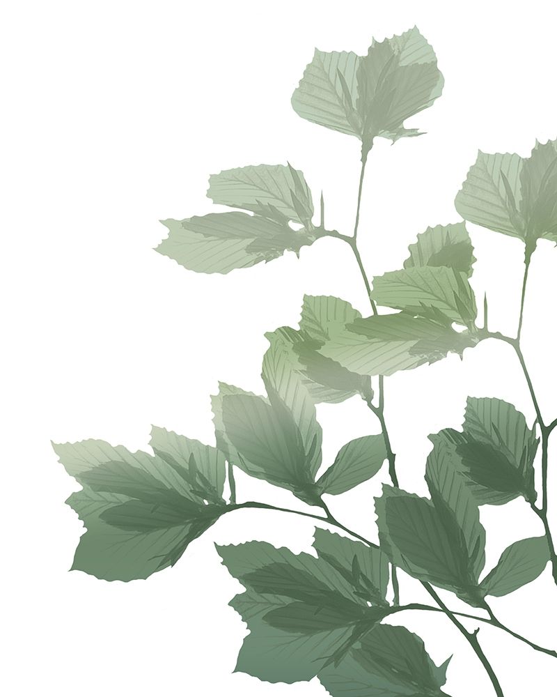 Silhouette Branch art print by Kimberly Allen for $57.95 CAD