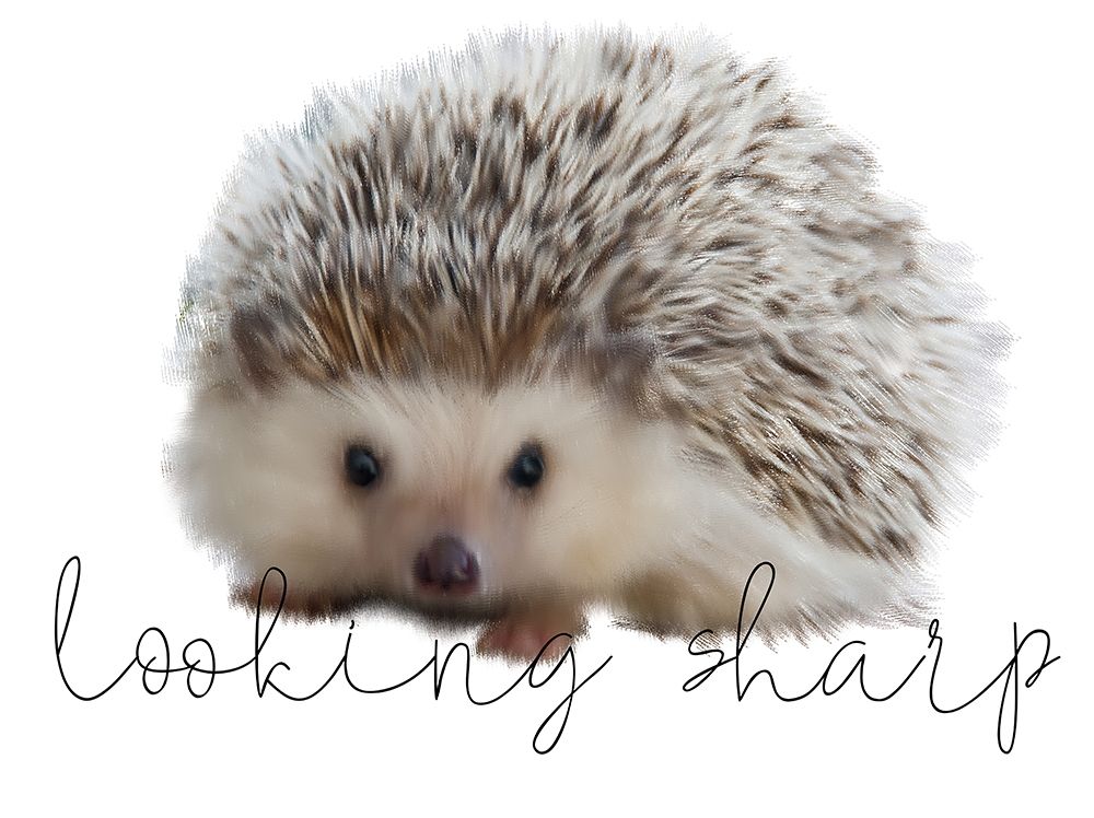 Looking Sharp art print by Kimberly Allen for $57.95 CAD