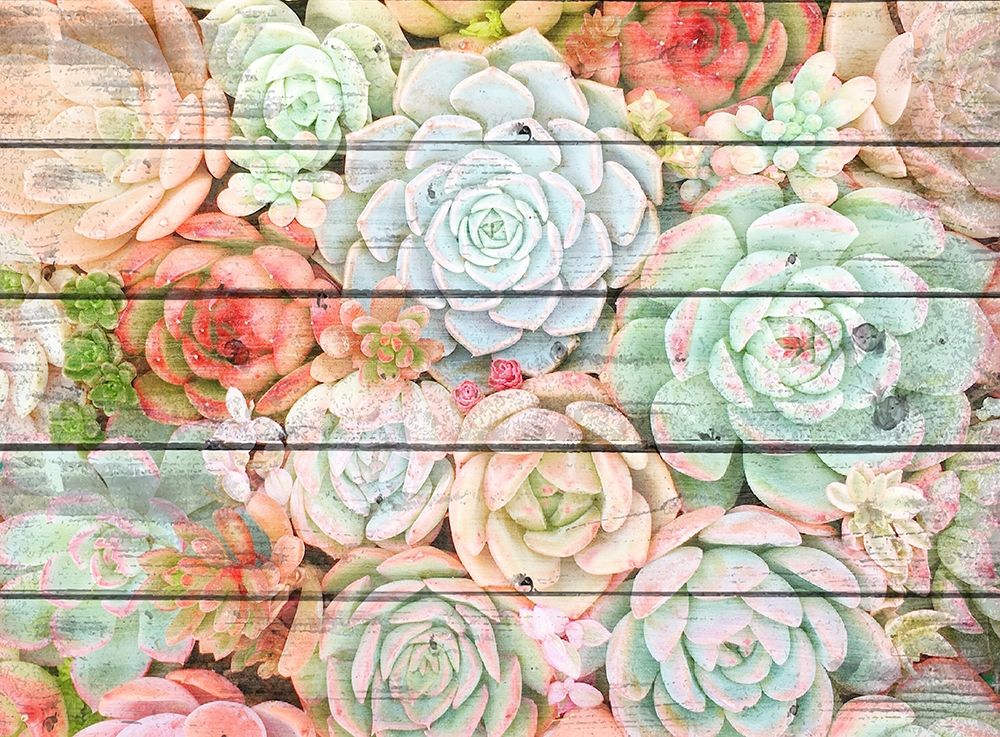 Succulent Cluster art print by Kimberly Allen for $57.95 CAD