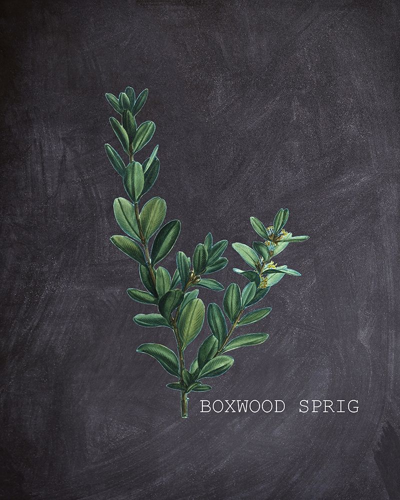 Blackboard Botanical 1 art print by Kimberly Allen for $57.95 CAD