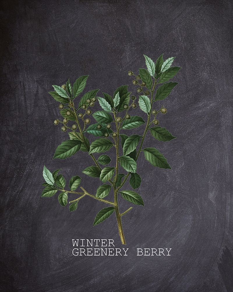 Blackboard Botanical 2 art print by Kimberly Allen for $57.95 CAD