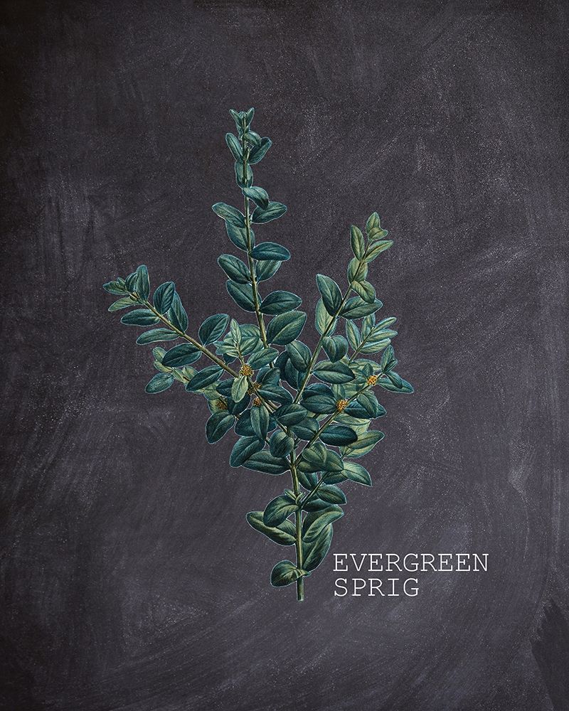 Blackboard Botanical 3 art print by Kimberly Allen for $57.95 CAD