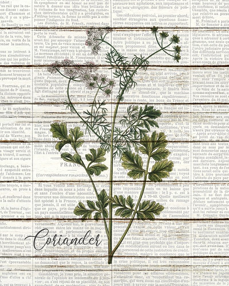 Coriander art print by Kimberly Allen for $57.95 CAD