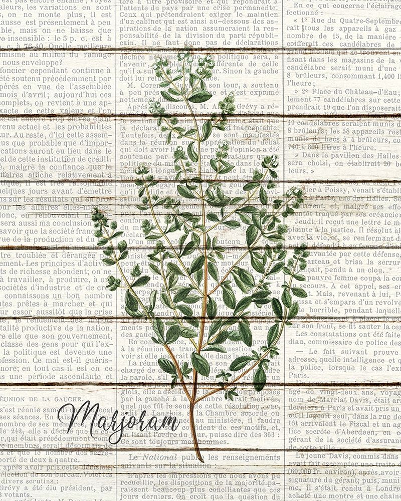 Marjoram art print by Kimberly Allen for $57.95 CAD