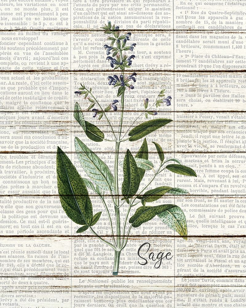 Sage art print by Kimberly Allen for $57.95 CAD