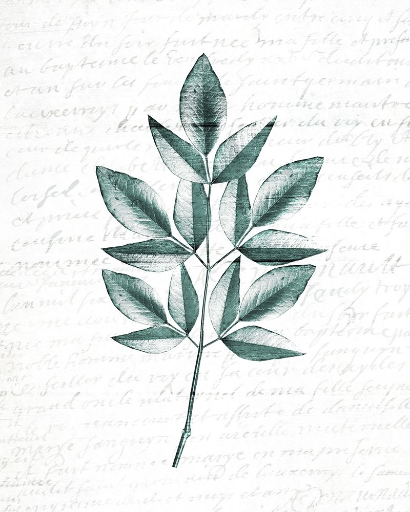 Pressed Leaves 3 art print by Kimberly Allen for $57.95 CAD