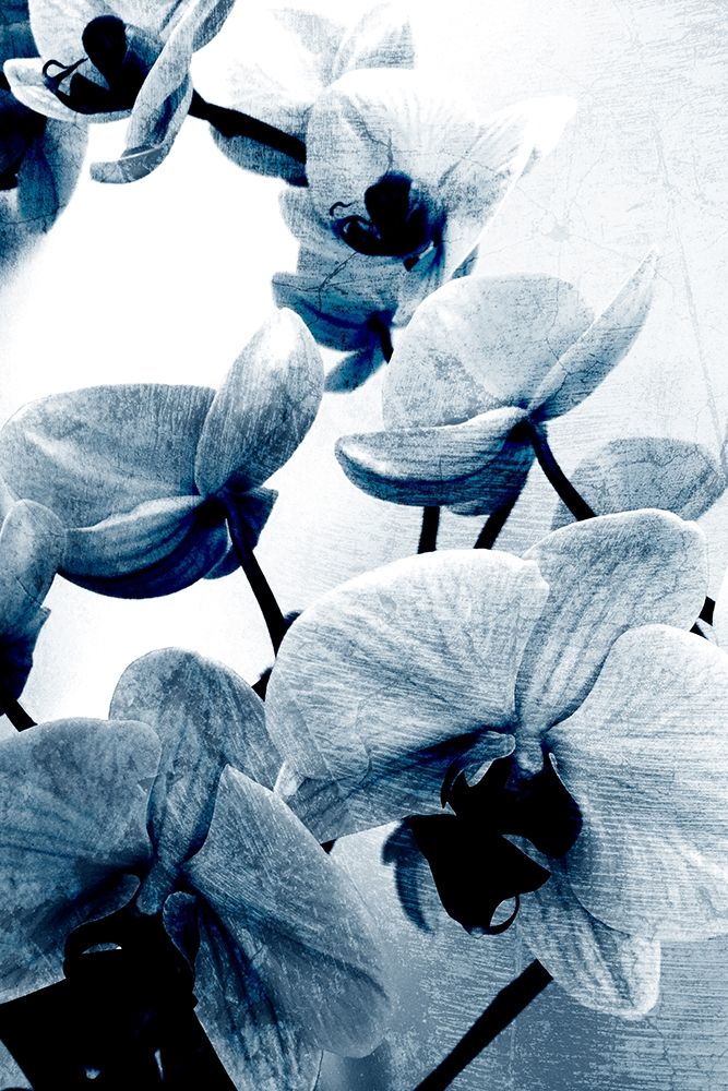 Climbing Orchids art print by Kimberly Allen for $57.95 CAD