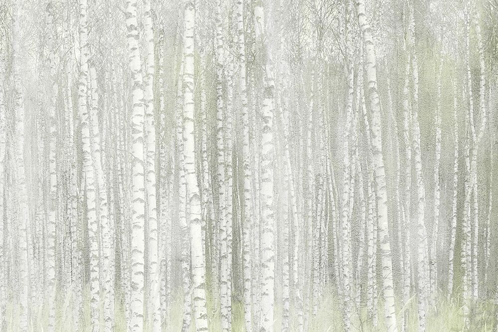 Into the Birches art print by Kimberly Allen for $57.95 CAD