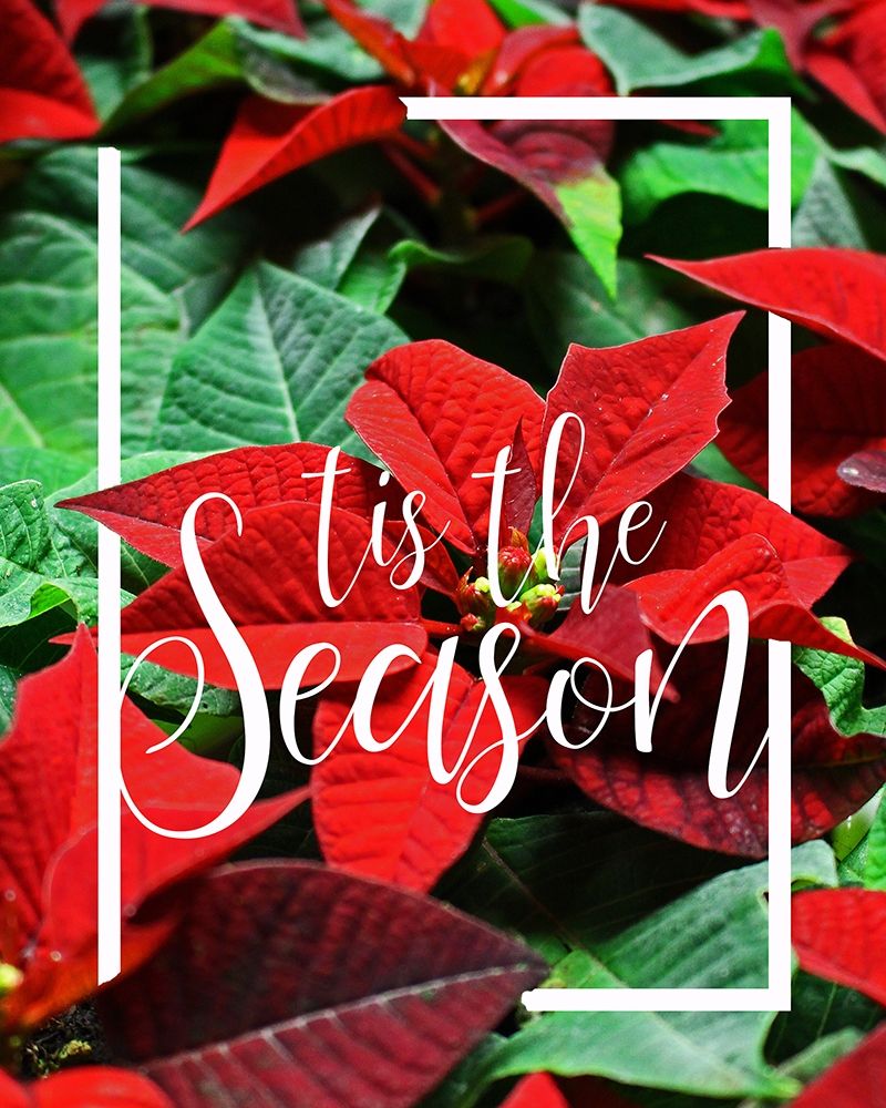 Tis the Season Foliage art print by Kimberly Allen for $57.95 CAD