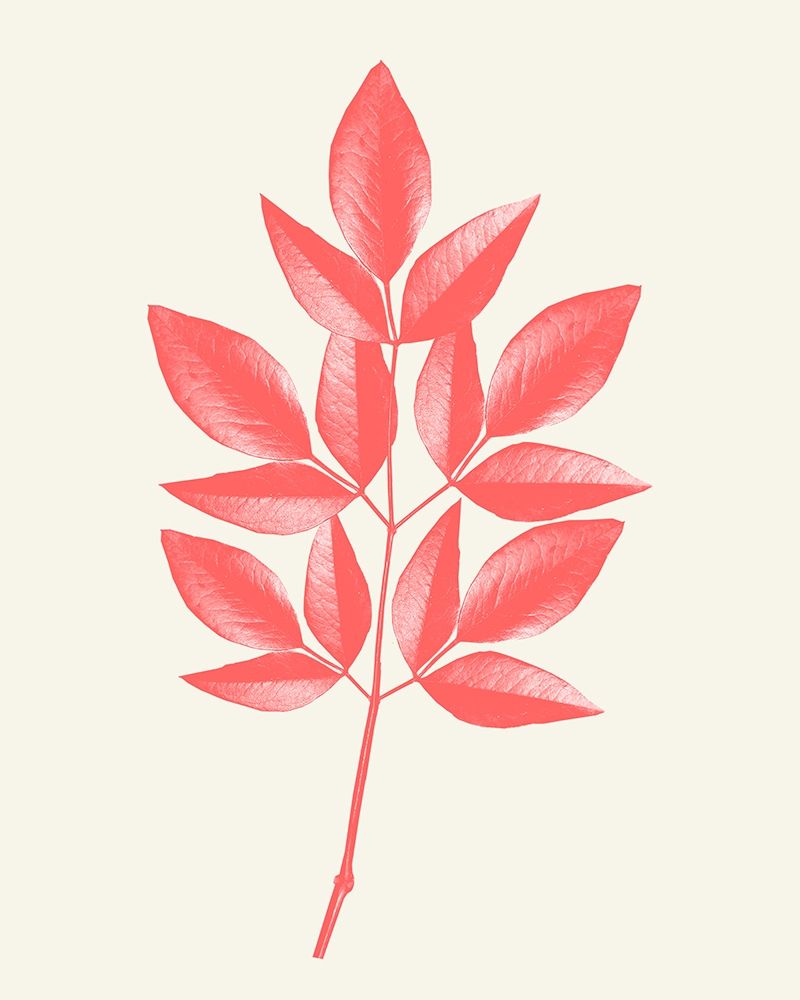 Coral Leaves 1 art print by Kimberly Allen for $57.95 CAD