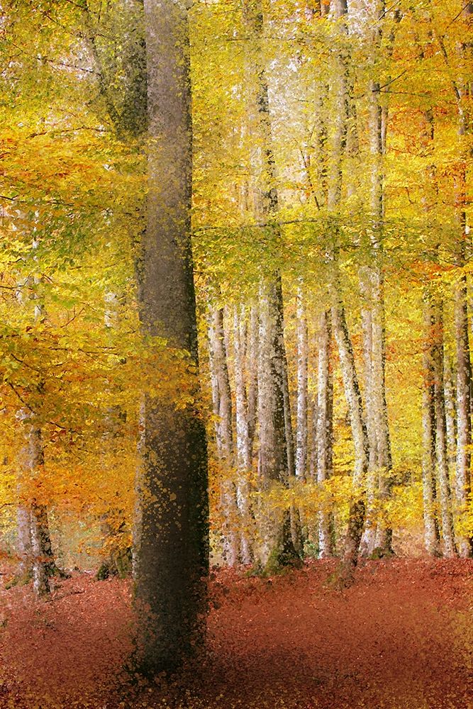 Golden Days art print by Kimberly Allen for $57.95 CAD