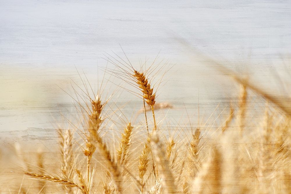 The Harvest art print by Kimberly Allen for $57.95 CAD