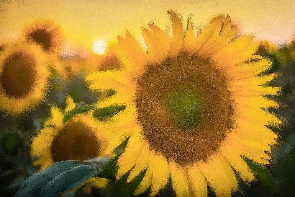 Morning Gold art print by Kimberly Allen for $57.95 CAD