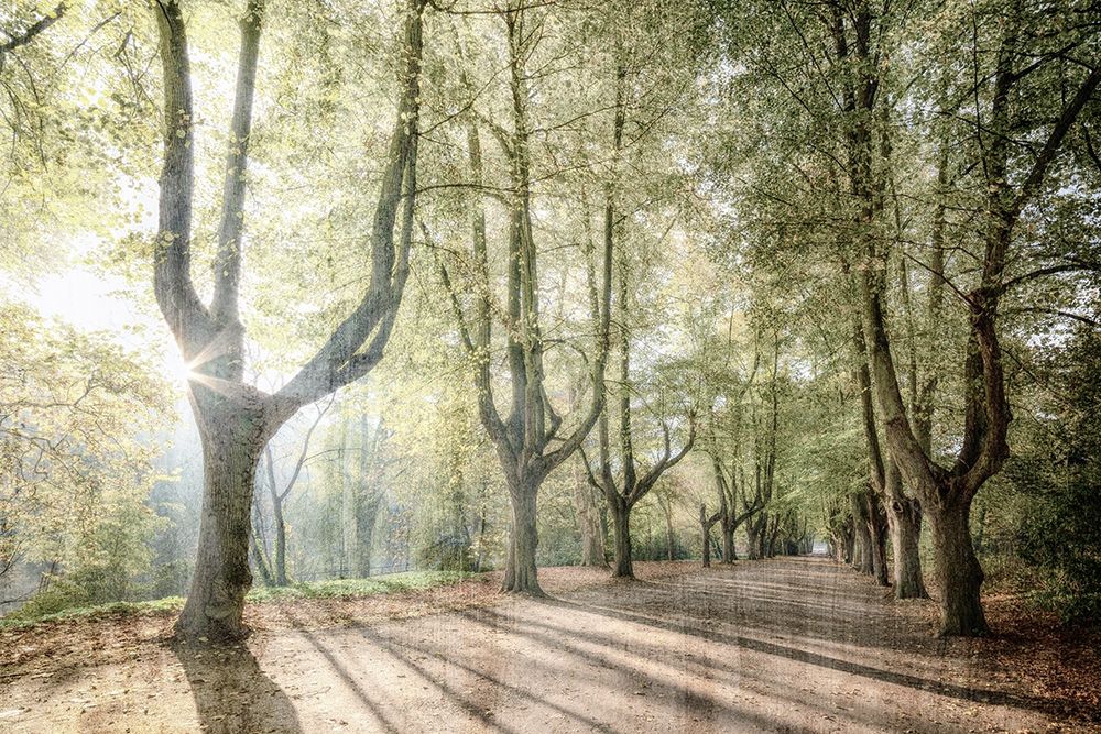 Sunlight Streams art print by Kimberly Allen for $57.95 CAD