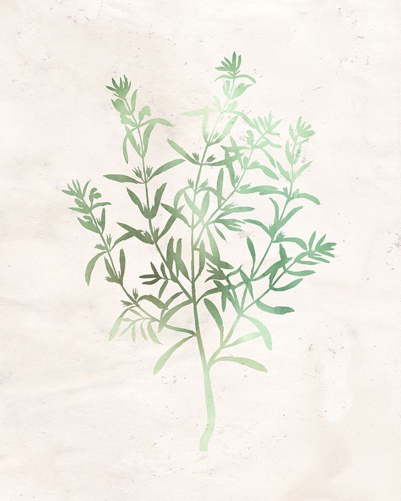 Watercolor Herb 2 art print by Kimberly Allen for $57.95 CAD