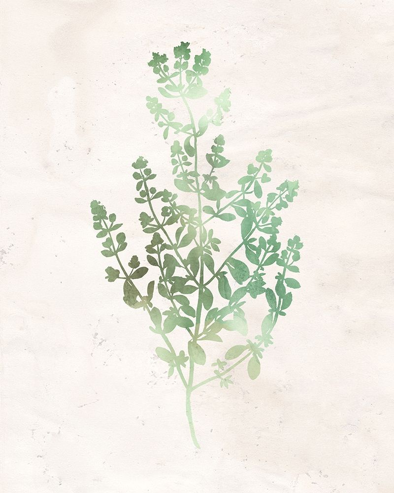 Watercolor Herb 3 art print by Kimberly Allen for $57.95 CAD