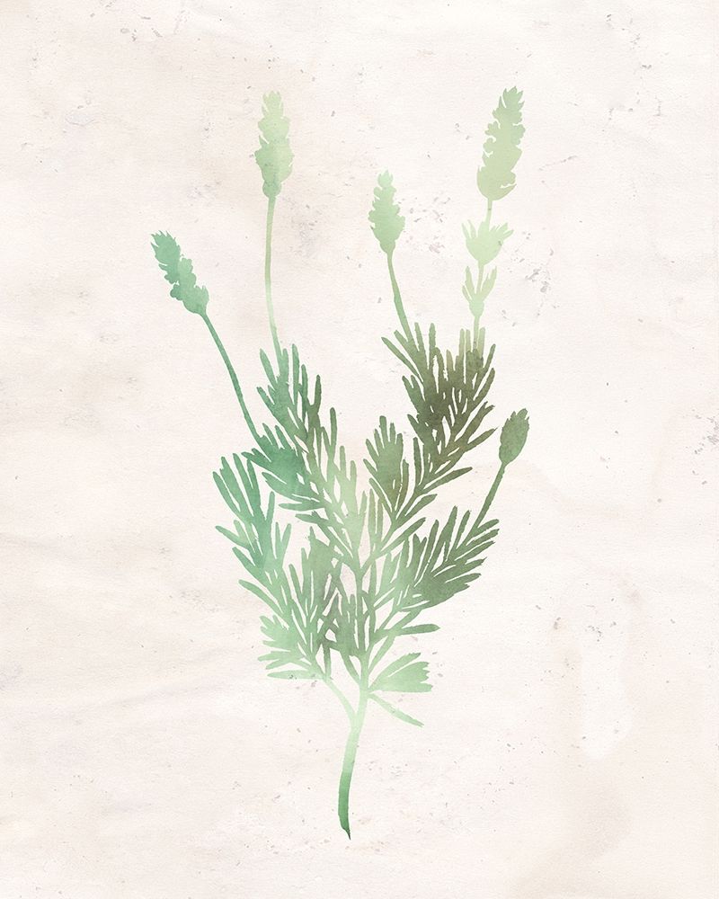 Watercolor Herb 4 art print by Kimberly Allen for $57.95 CAD