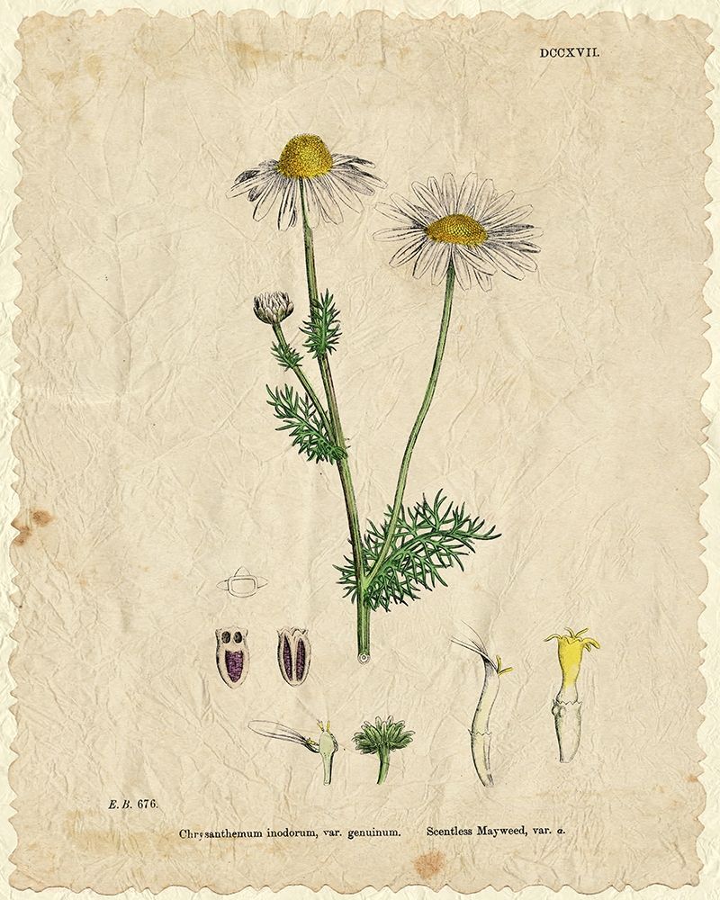 Mayweed 1 art print by Kimberly Allen for $57.95 CAD