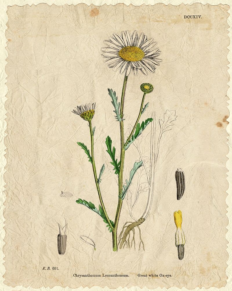Mayweed 2 art print by Kimberly Allen for $57.95 CAD