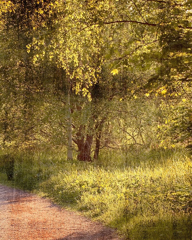 Sunlit Path 2 art print by Kimberly Allen for $57.95 CAD