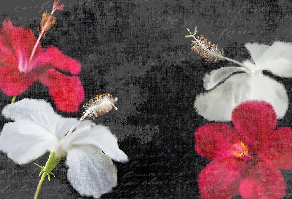 Red and White Hibiscus art print by Kimberly Allen for $57.95 CAD