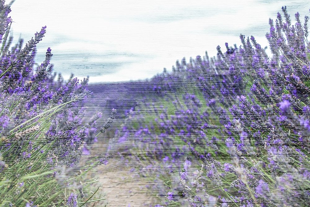 Lavender Field art print by Kimberly Allen for $57.95 CAD
