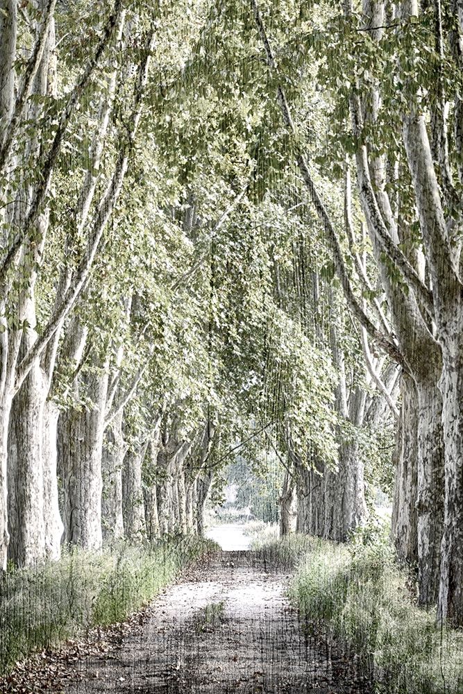 Covered Path art print by Kimberly Allen for $57.95 CAD