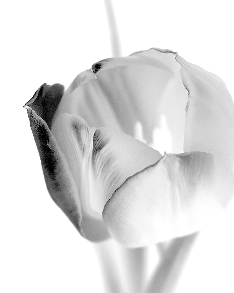 Black and White Tulip 1 art print by Kimberly Allen for $57.95 CAD
