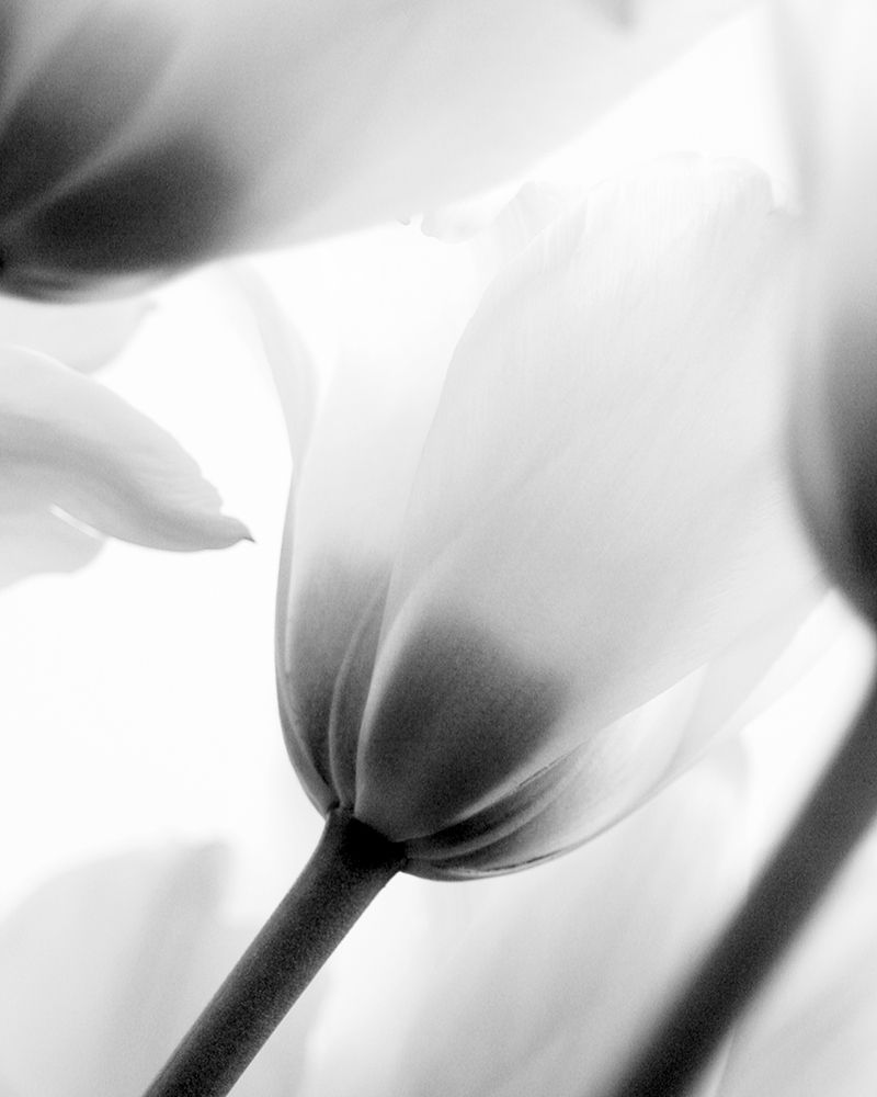 Black and White Tulip 2 art print by Kimberly Allen for $57.95 CAD