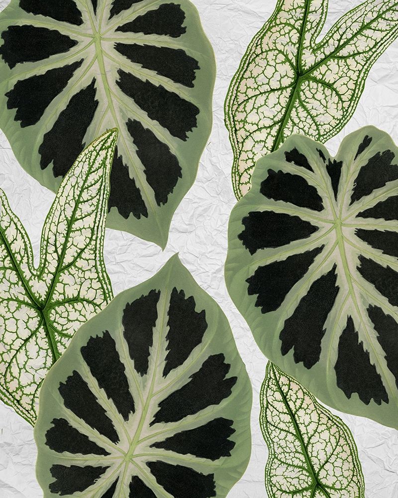 My Greens 2 art print by Kimberly Allen for $57.95 CAD