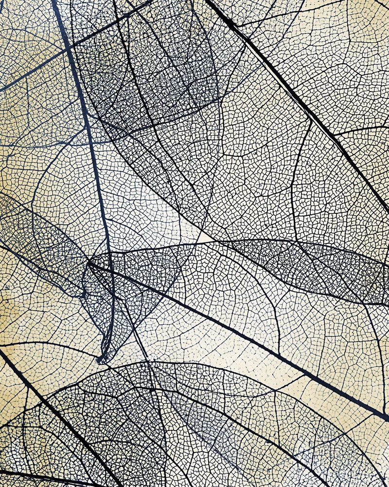 Transparent Leaves 3 art print by Kimberly Allen for $57.95 CAD