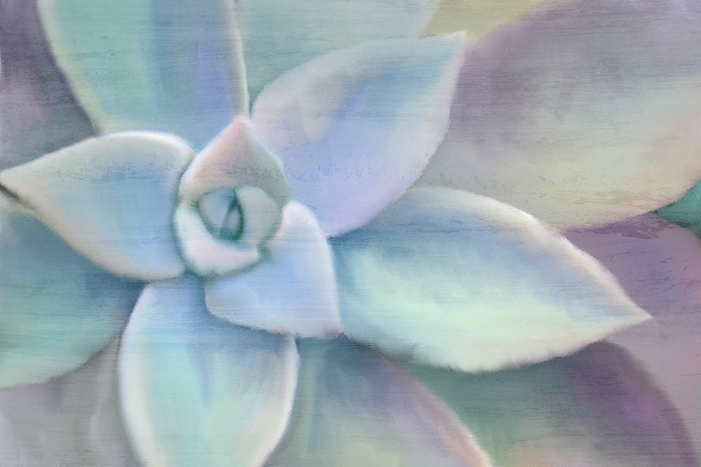 Succulent Center art print by Kimberly Allen for $57.95 CAD
