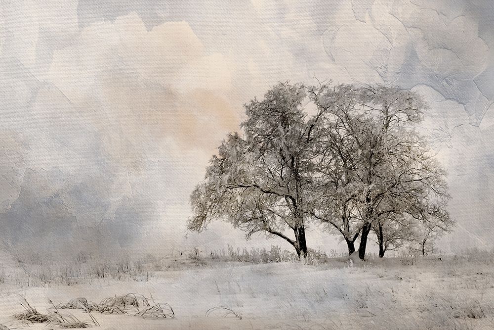Winter Frost 2 art print by Kimberly Allen for $57.95 CAD