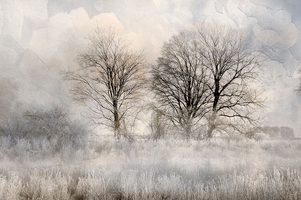 Winter Frost 3 art print by Kimberly Allen for $57.95 CAD