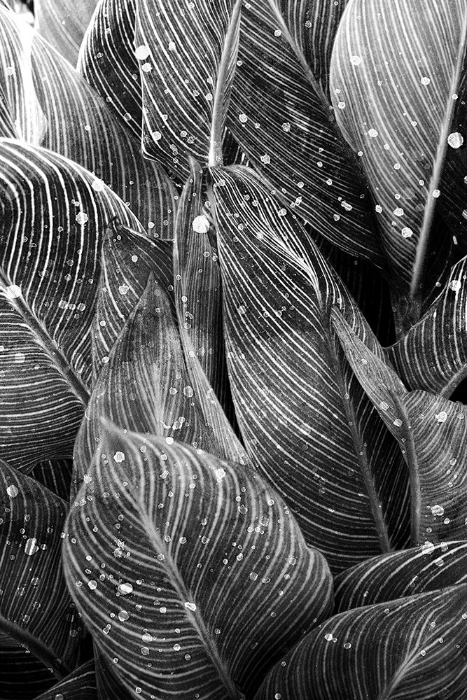 Midnight Palm Leaves 1 bw art print by Kimberly Allen for $57.95 CAD