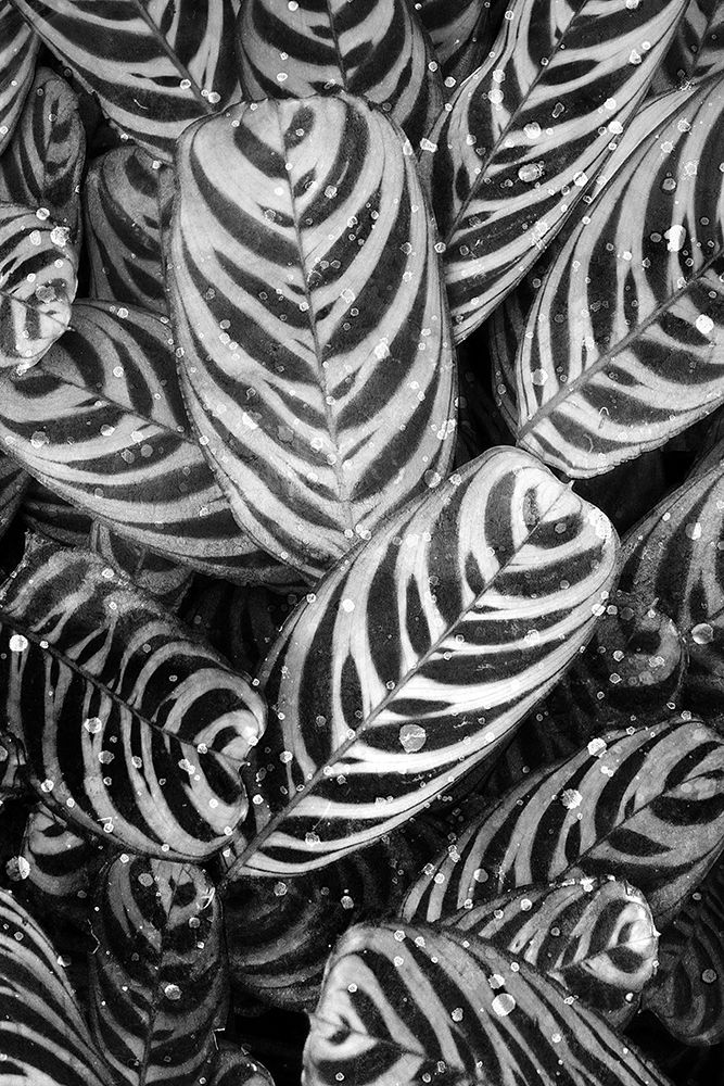 Midnight Palm Leaves 2 bw art print by Kimberly Allen for $57.95 CAD